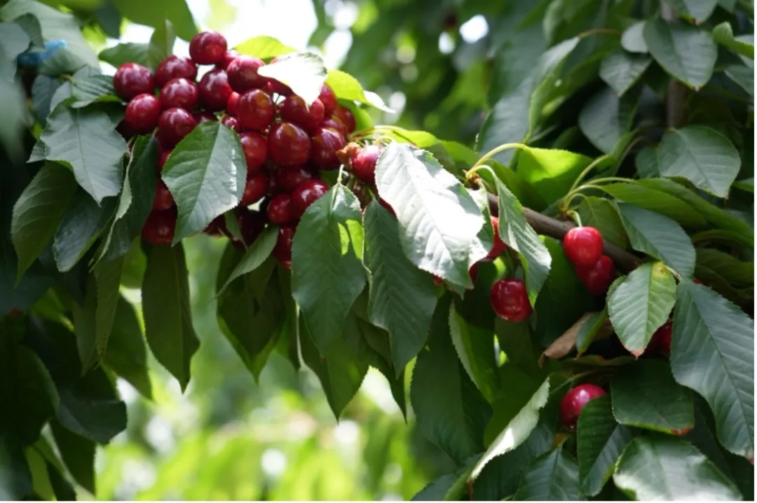 1764664749742120.png 0_结果.png